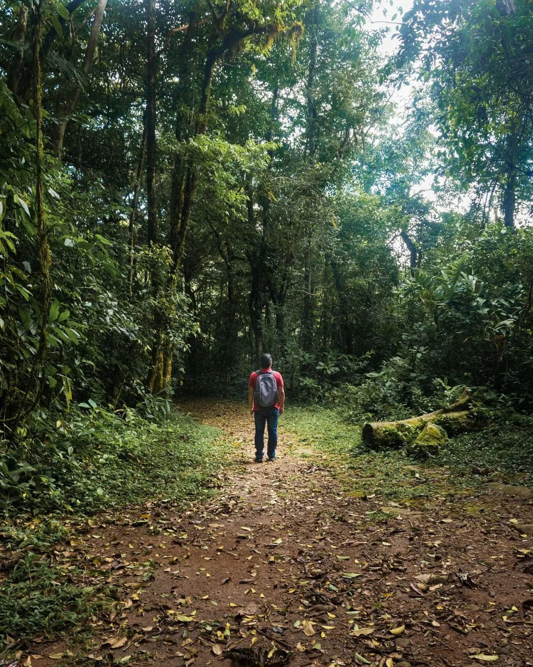 Sentier de forêt tropicale dans le parc national de Soberanía, le long du canal de Panama