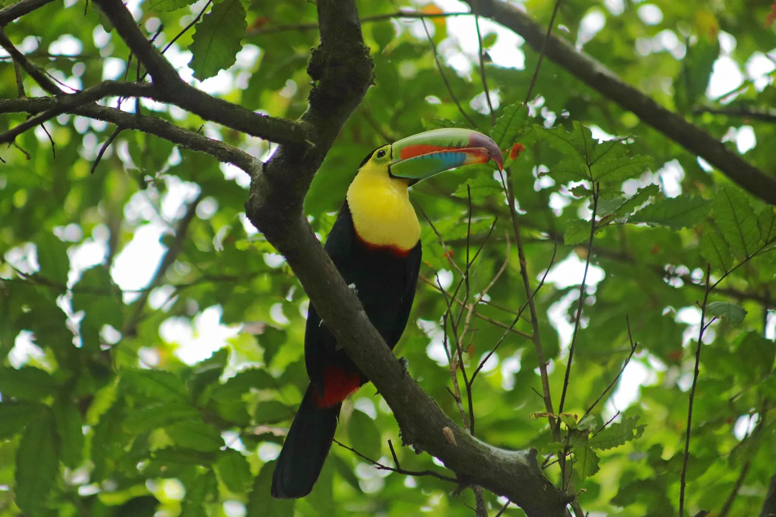 Toucan à carène perché dans la canopée du parc national de Soberanía, au Panama