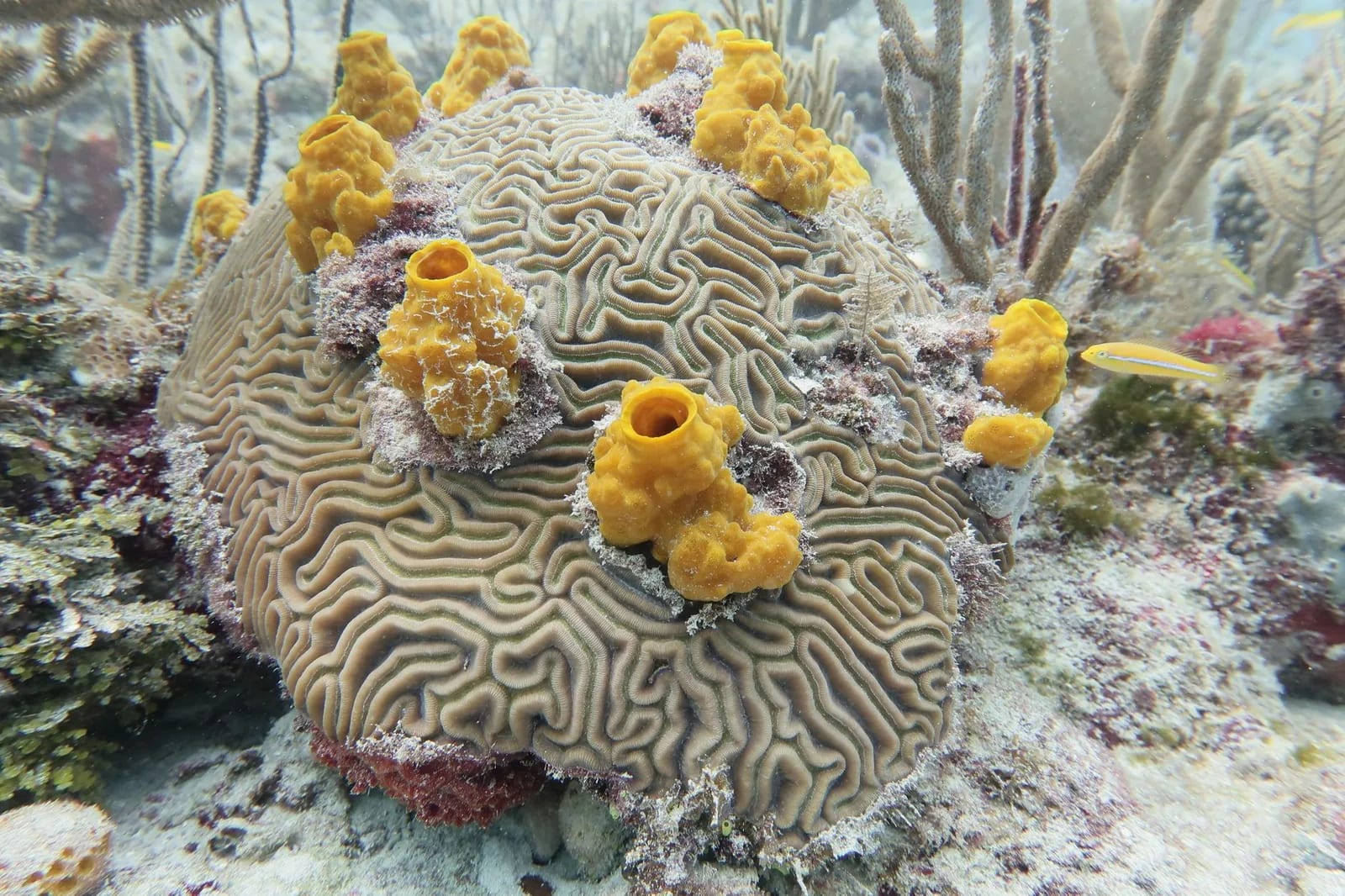 Corail cerveau colonisé par des éponges jaunes sur un récif caraïbe peu profond