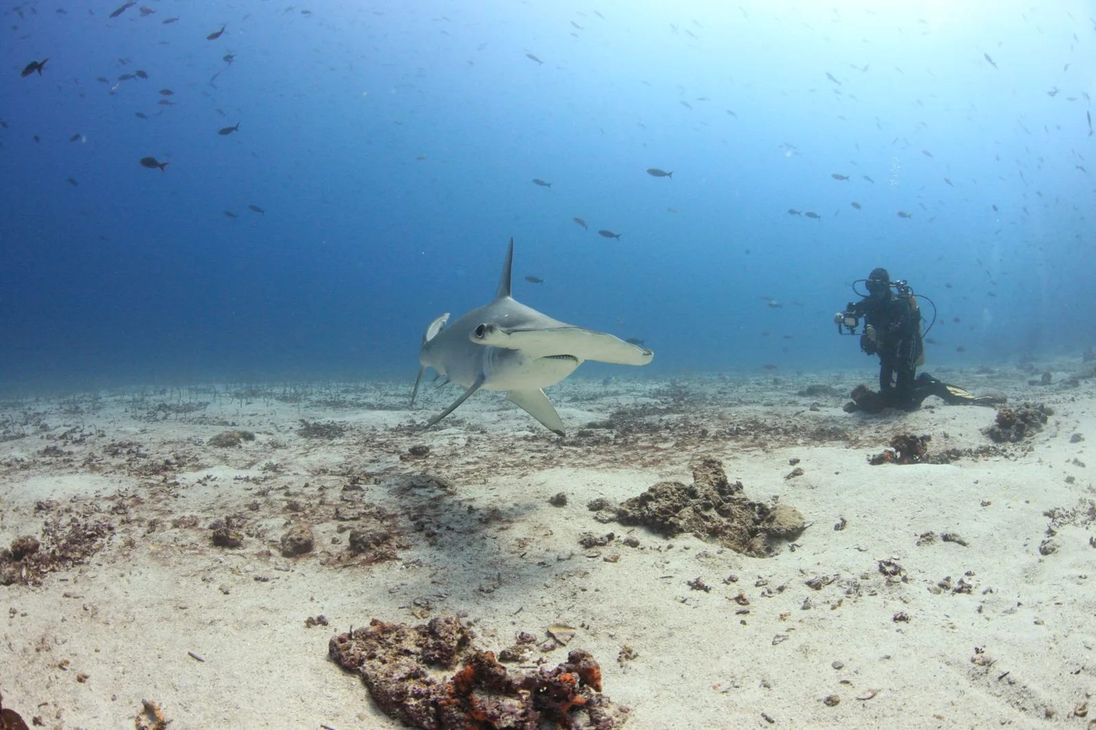 Requin-marteau halicorne et plongeur photographe sur un fond sableux du Pacifique est