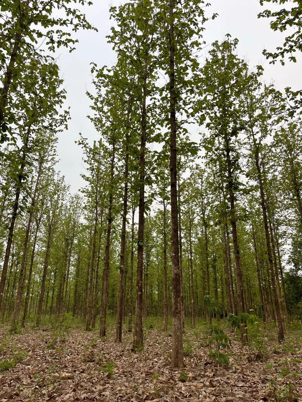Rangées serrées de jeunes teks dans une plantation forestière tropicale