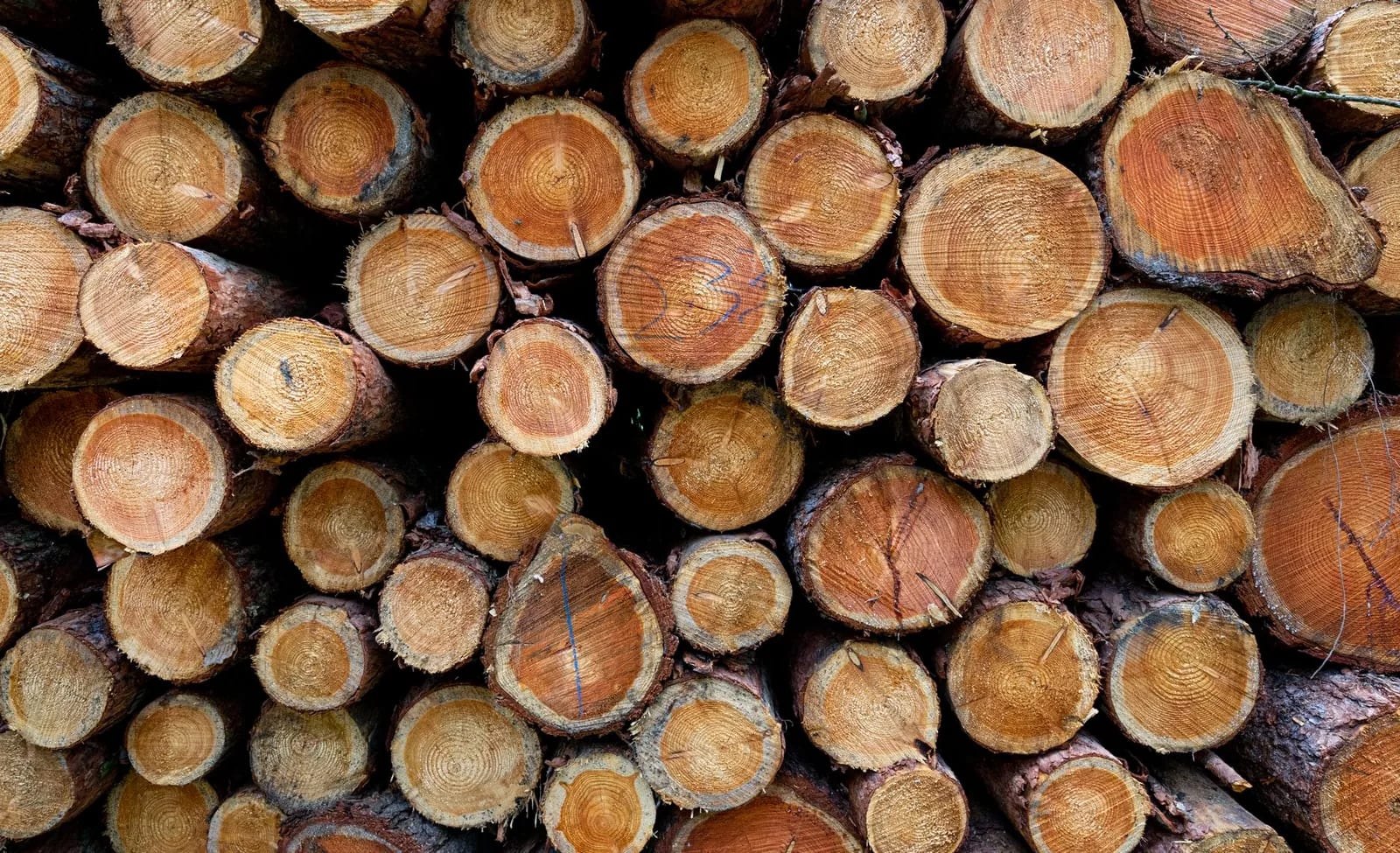 Grumes de bois empilées après abattage, sections de troncs aux cernes visibles