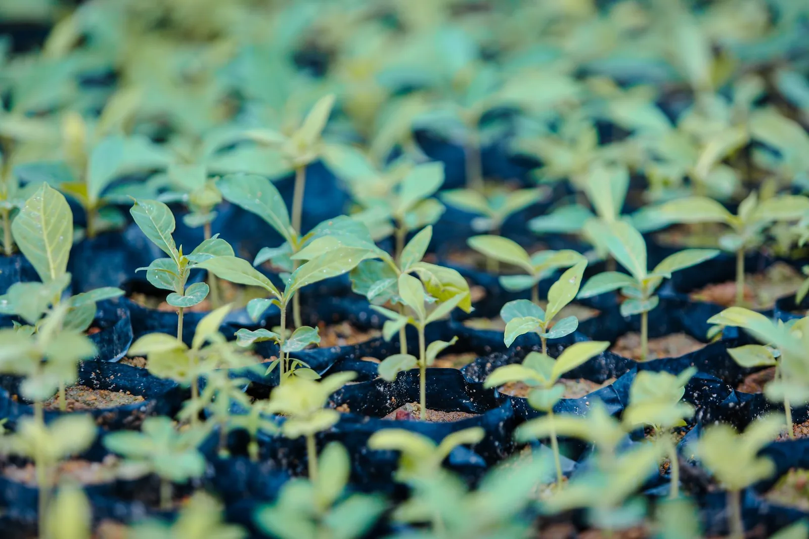 Jeunes plants forestiers alignés en sachets de pépinière, avant mise en terre