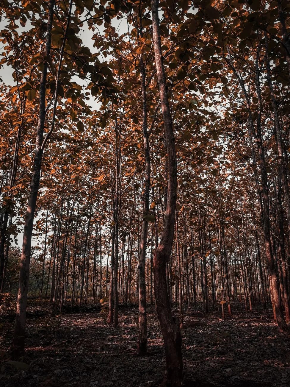 Plantation de teck adulte, troncs élancés alignés en rangs réguliers