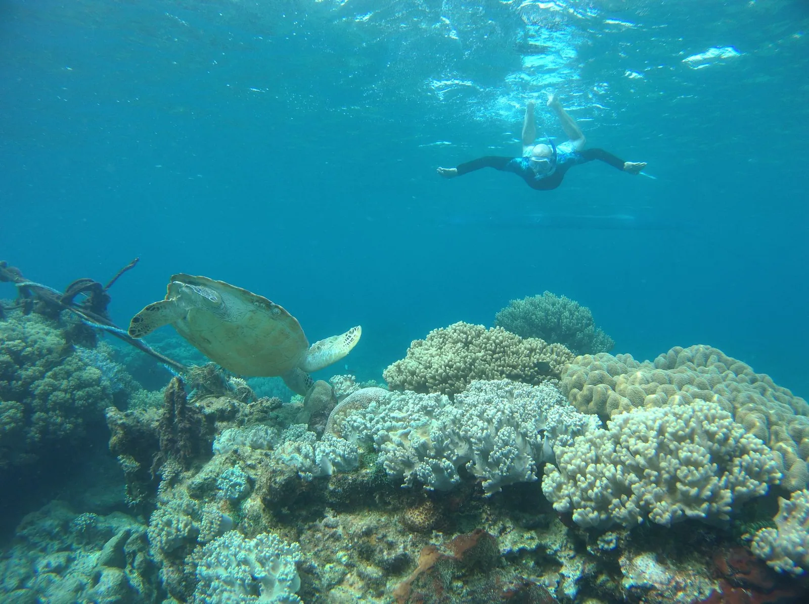 Tortue verte au-dessus d'un récif corallien et palmeur en surface, parc national de Coiba, Panama