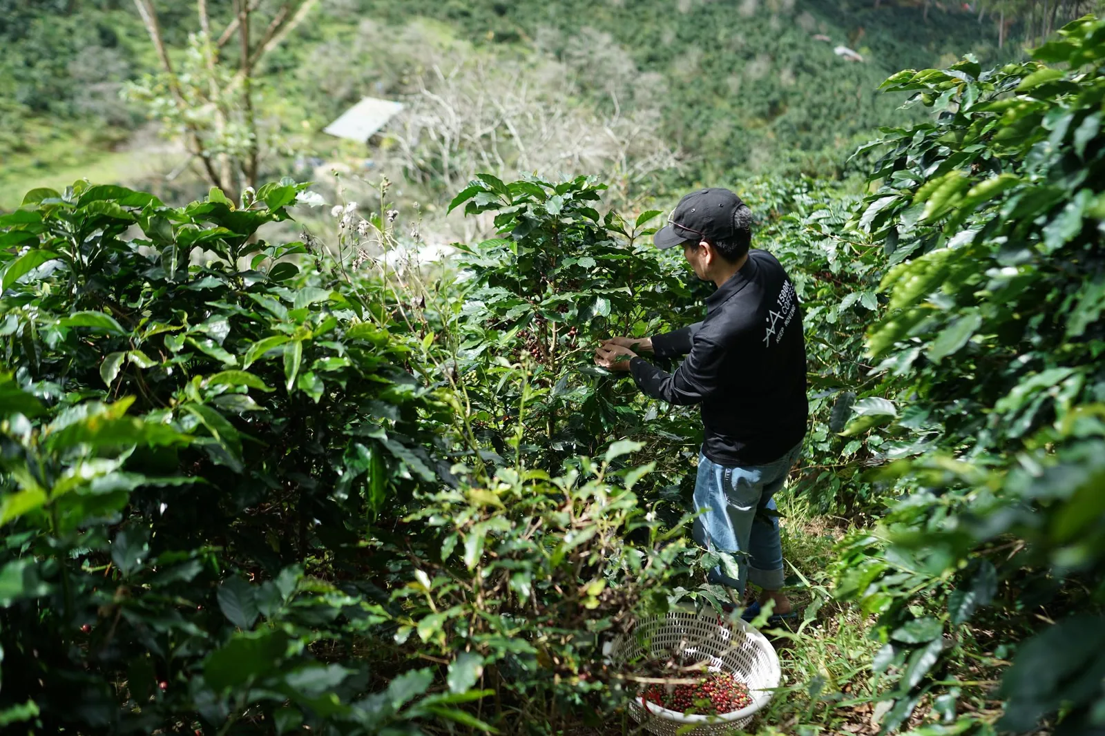 Cueillette de cerises de café sur une plantation en altitude dans la province de Chiriquí, économie locale de Boquete
